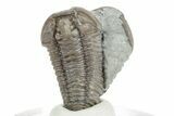 Two Prone Flexicalymene Trilobite Fossils - Mt Orab, Ohio #245180-1